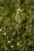 DPPhotography - Crete - Biscutella didyma - A