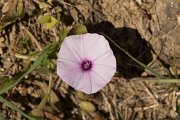 DPPhotography - Crete - Convolvulus althaeoides - A