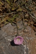 DPPhotography - Crete - Convolvulus elegantissimus - A