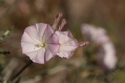 DPPhotography - Crete - Convolvulus elegantissimus - D