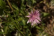 DPPhotography - Crete - Crepis rubra - A