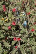 DPPhotography - Crete - Echium angustifolium - A