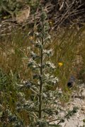 DPPhotography - Crete - Echium italicum biebersteinii - A