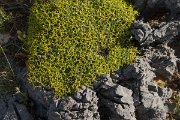 DPPhotography - Crete - Euphorbia acanthothamnos - A