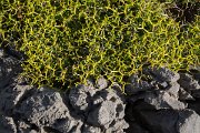 DPPhotography - Crete - Euphorbia acanthothamnos - B