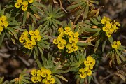 DPPhotography - Crete - Euphorbia dendroides - B