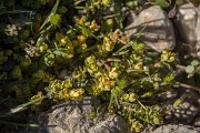 DPPhotography - Crete - Euphorbia herniariifolia - A