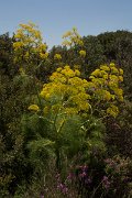 DPPhotography - Crete - Ferula communis - A