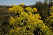 DPPhotography - Crete - Ferula communis - B