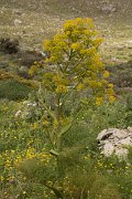 DPPhotography - Crete - Ferula communis - C