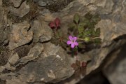DPPhotography - Crete - Geranium purpureum - A