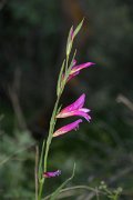 DPPhotography - Crete - Gladiolus italicus - B