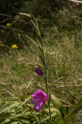 DPPhotography - Crete - Gladiolus italicus - D