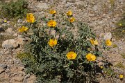 DPPhotography - Crete - Glaucium flavum - A