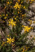 DPPhotography - Crete - Hypericum empetrifolium - B