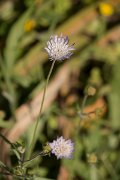 DPPhotography - Crete - Knautia integrifolia - A
