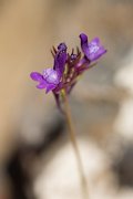 DPPhotography - Crete - Linaria pelisseriana - B