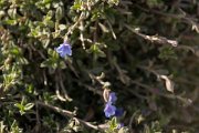 DPPhotography - Crete - Lithodora hispidula - B