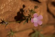 DPPhotography - Crete - Malva cretica - A