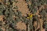 DPPhotography - Crete - Medicago marina - A