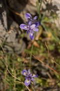 DPPhotography - Crete - Moraea mediterranea - A