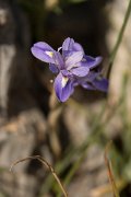 DPPhotography - Crete - Moraea mediterranea - B