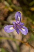 DPPhotography - Crete - Moraea mediterranea - D