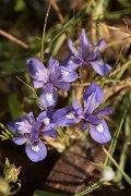 DPPhotography - Crete - Moraea mediterranea - E