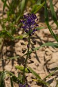 DPPhotography - Crete - Muscari comosum - A