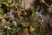 DPPhotography - Crete - Myosotis incrassata - A