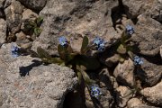 DPPhotography - Crete - Myosotis refracta - A