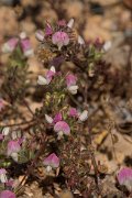 DPPhotography - Crete - Ononis reclinata - A