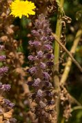 DPPhotography - Crete - Orobanche pubescens - A