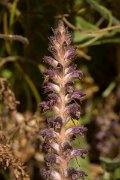 DPPhotography - Crete - Orobanche pubescens - B