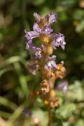 DPPhotography - Crete - Orobanche ramosa - A