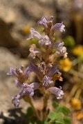 DPPhotography - Crete - Orobanche ramosa - C