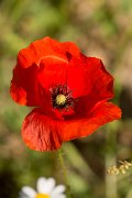DPPhotography - Crete - Papaver rhoeas - A