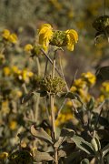 DPPhotography - Crete - Phlomis cretica - B