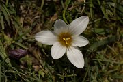 DPPhotography - Crete - Romulea bulbocodium - B