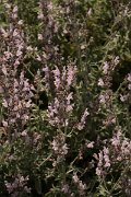 DPPhotography - Crete - Salvia fruticosa - A
