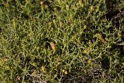 DPPhotography - Crete - Sarcopoterium spinosum - A