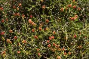 DPPhotography - Crete - Sarcopoterium spinosum - B