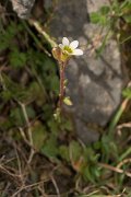 DPPhotography - Crete - Saxifraga carpentana graeca - A