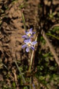 DPPhotography - Crete - Scilla nana - A