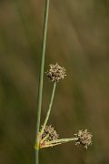 DPPhotography - Crete - Scirpoides holoschoenus - A