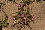 DPPhotography - Crete - Silene colorata - A