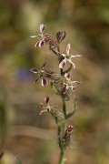 DPPhotography - Crete - Silene gallica - A