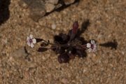 DPPhotography - Crete - Silene sedoides - A