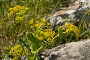DPPhotography - Crete - Smyrnium perfoliatum rotundifolium - A