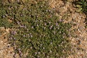 DPPhotography - Crete - Spergularia bocconei - A